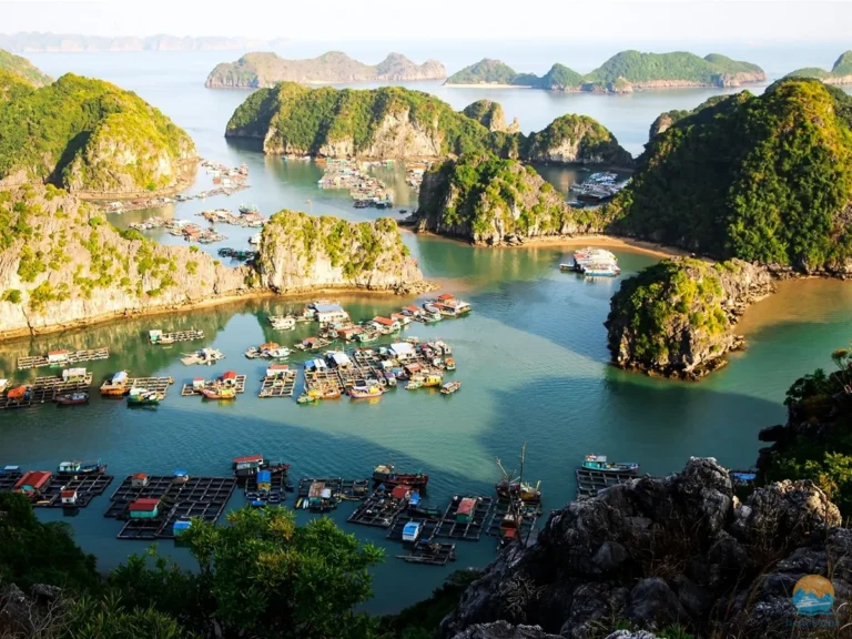 lang chai cai beo hellocatba